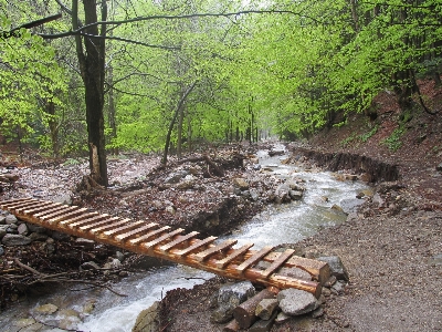 Foto Albero acqua natura foresta