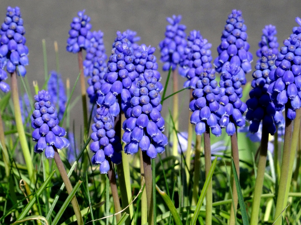 Natura erba fiore pianta