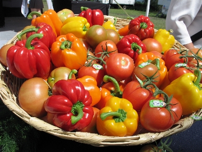 Plant fruit orchard food Photo