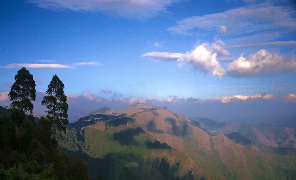 Landscape tree nature forest