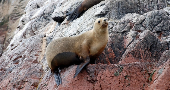 海 rock 旅行 野生動物 写真