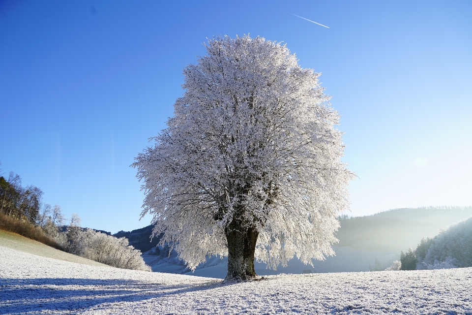 Landscape tree nature branch