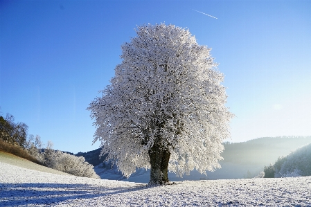 Landscape tree nature branch Photo