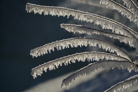 Snow winter sky frost Photo