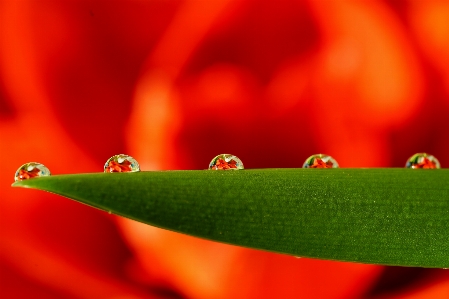 Water blossom drop dew Photo