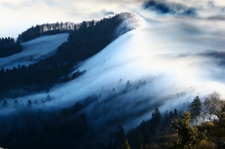 風景 木 自然 森 写真