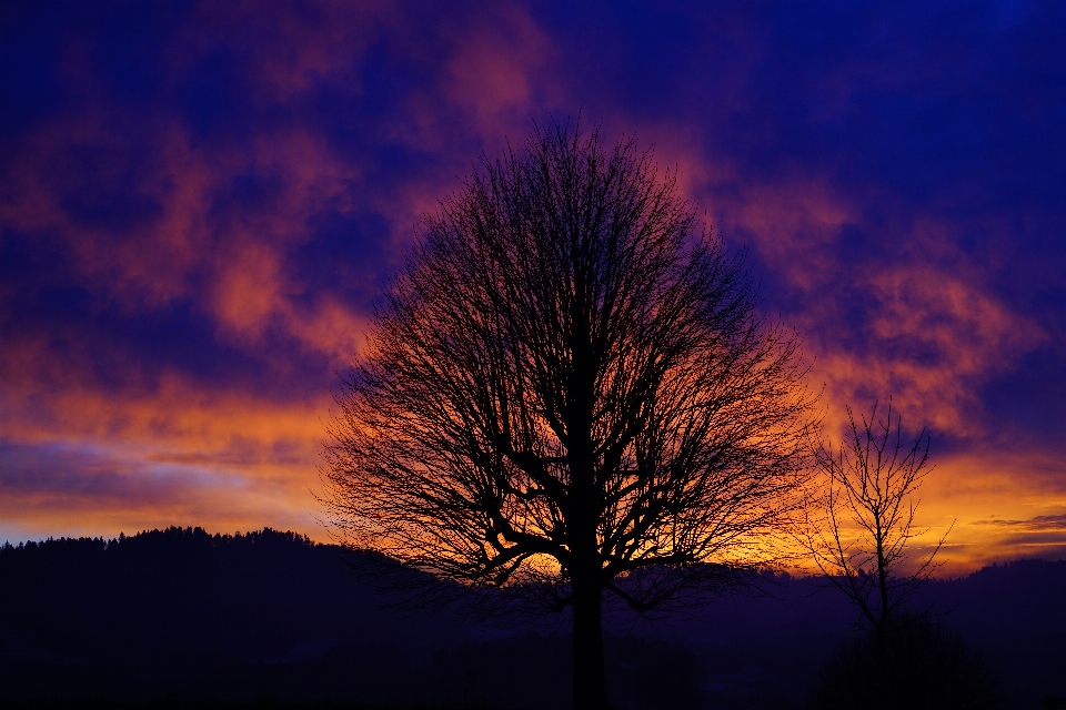 Paesaggio albero natura orizzonte