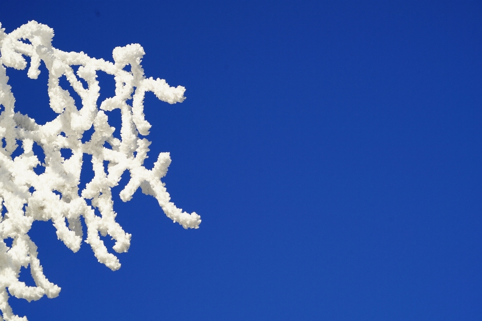 Albero natura ramo nevicare