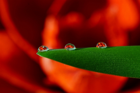 Water blossom drop dew Photo