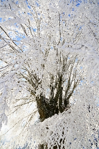 Landscape tree nature grass Photo