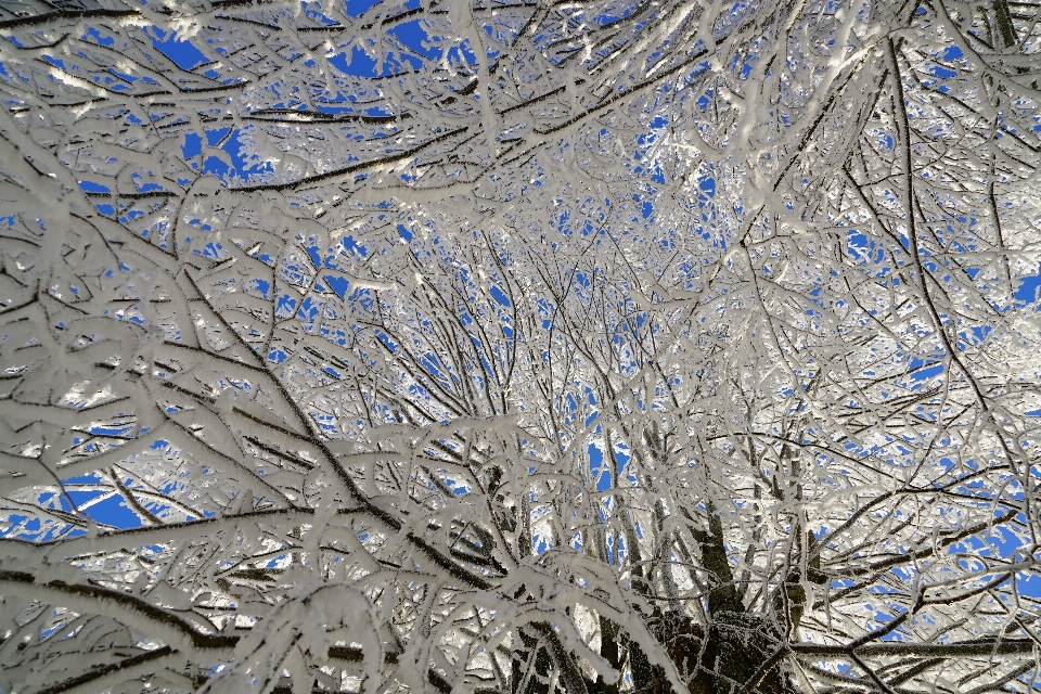 Paysage arbre eau nature