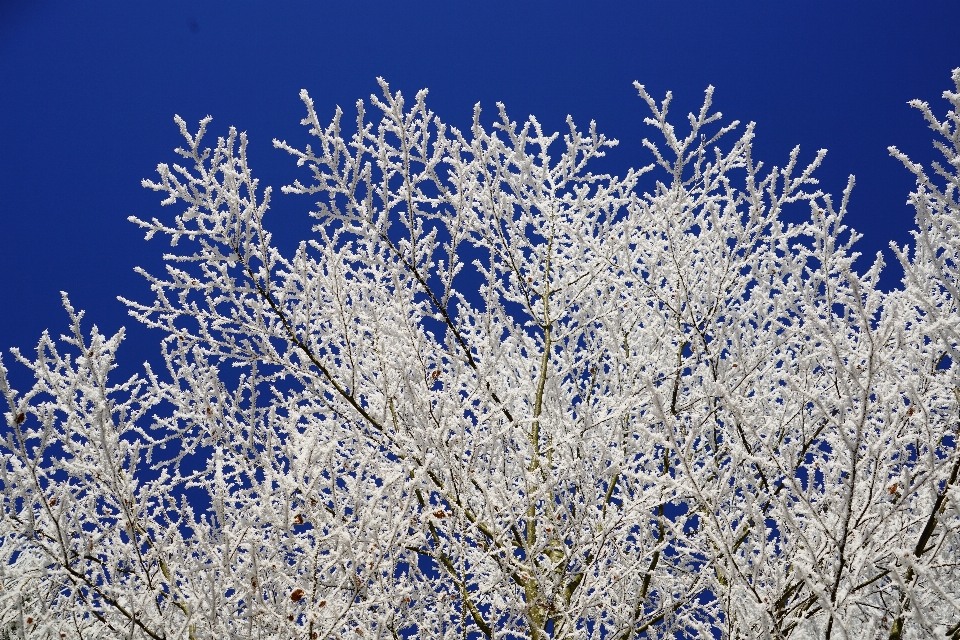 Baum zweig blüte schnee