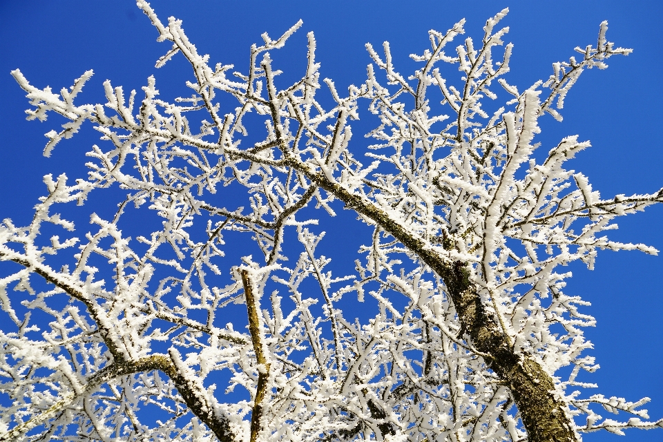 木 ブランチ 花 雪