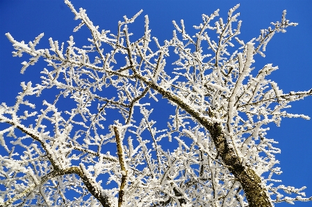 木 ブランチ 花 雪 写真