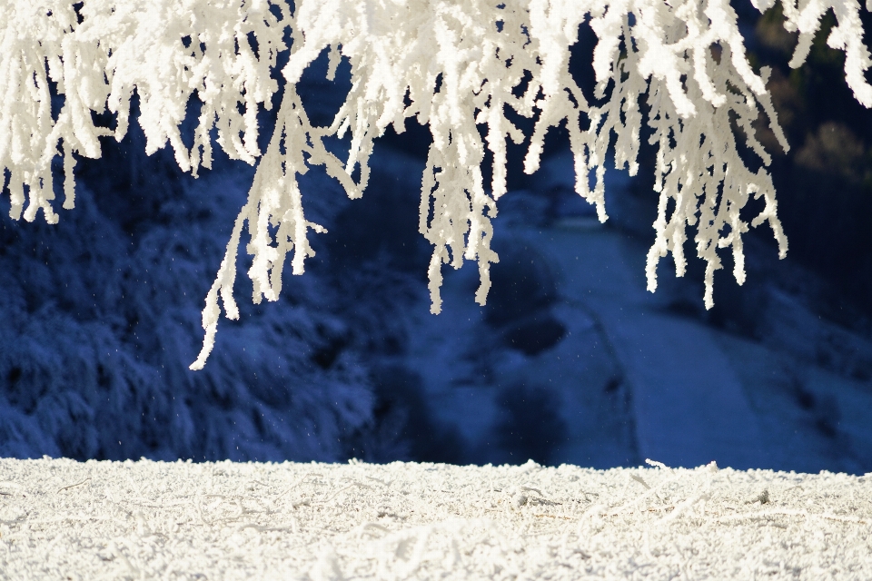 Arbre eau bifurquer neige