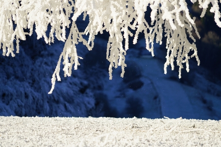 木 水 ブランチ 雪 写真