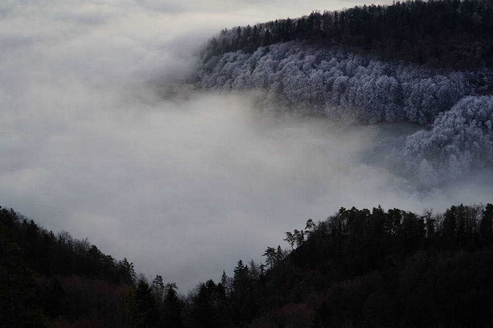 Paesaggio albero foresta natura selvaggia
