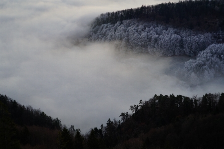 Landscape tree forest wilderness Photo