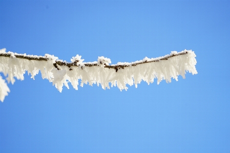 Branch snow cold winter Photo