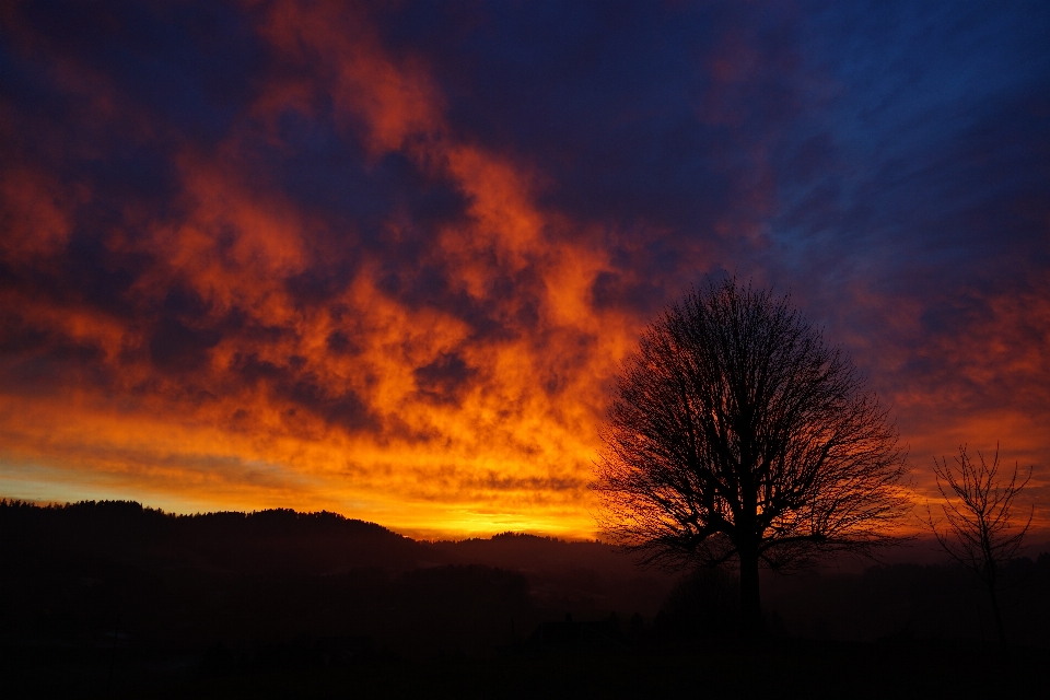 Landscape tree nature horizon