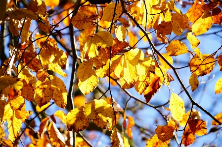 Tree branch plant sky Photo