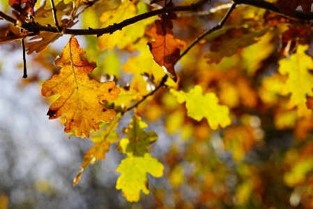 Tree branch sunlight leaf Photo