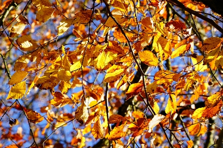 Tree branch plant sky Photo