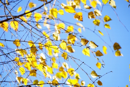 Tree branch light plant Photo