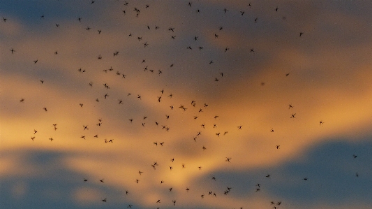 Bulut gökyüzü sabah atmosfer Fotoğraf