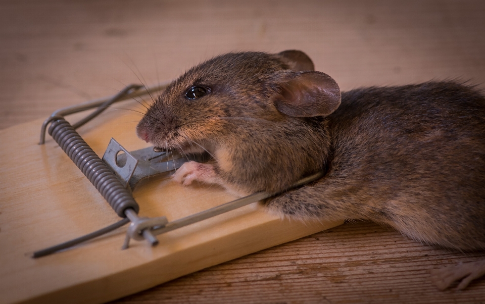 Ratón fauna silvestre mamífero muerte