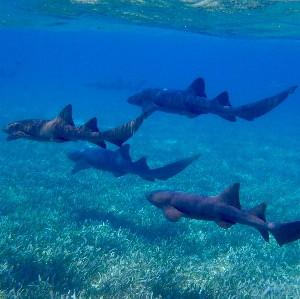 Sea water ocean animal Photo