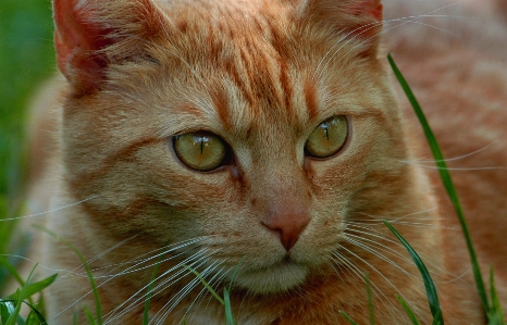 Grass asian wildlife fur Photo