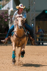 Recreation horse rein stallion Photo