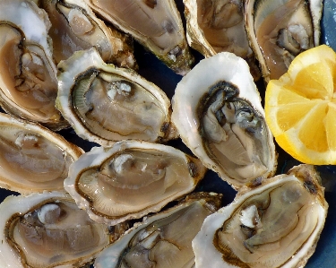 海 食物 牡蛎 海鲜 照片