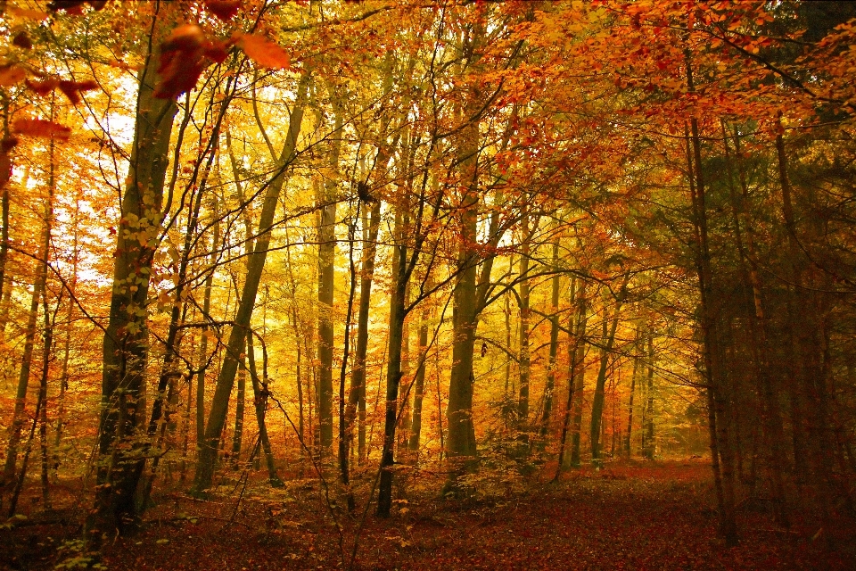 Landscape tree nature forest