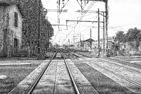 Tree path black and white track Photo