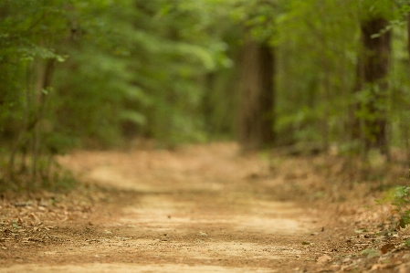 Landscape tree forest path Photo