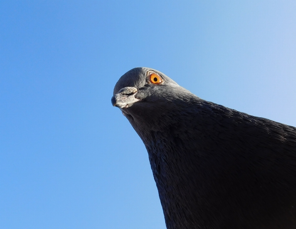 Betrachten vogel himmel perspektive