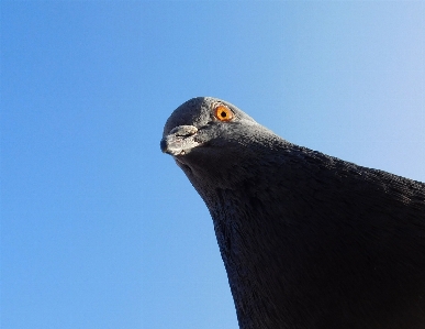 Watch bird sky perspective Photo