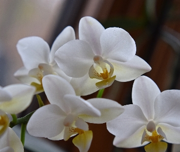 自然 花 植物 白 写真