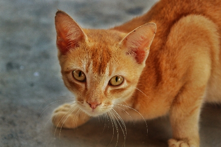 Foto Rambut rumah satwa imut-imut