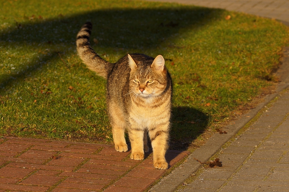 Grass sweet animal female