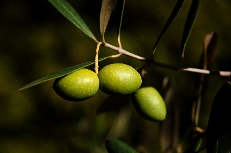 Plant fruit mediterranean produce Photo