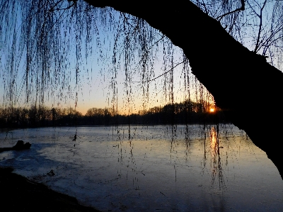 Landscape tree water nature Photo