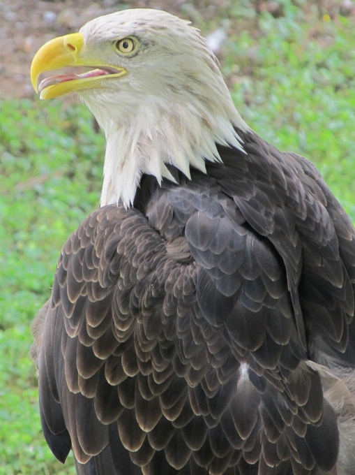 木 自然 鳥 プロフィール