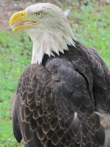 Tree nature bird profile Photo