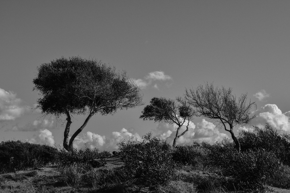 Paesaggio albero natura erba