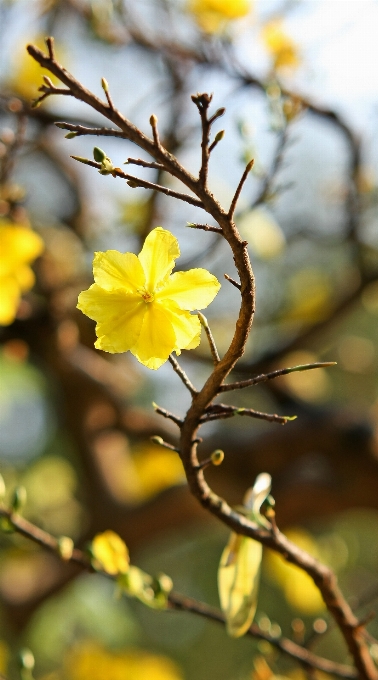 árbol rama florecer planta