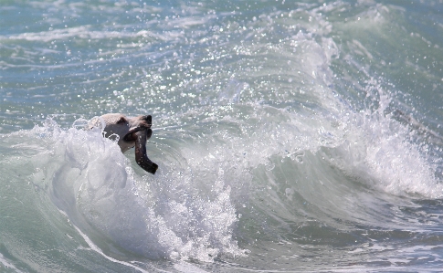 Beach sea water nature Photo