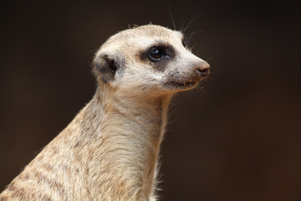 Natura zwierzę dzikiej przyrody ogród zoologiczny